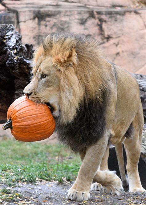 Brookfield Zoo Animals Celebrate Halloween Early With Pumpkin Treats