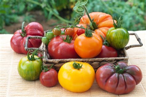 5 Things To Know About Heirloom Tomatoes
