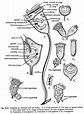 Vorticella: Structure and Reproduction (With Diagram) | Protozoa