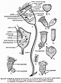 Vorticella: Structure and Reproduction (With Diagram) | Protozoa