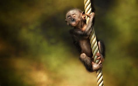 Animal Monkey Hd Wallpaper