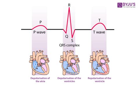 Electrocardiogram Ecg Definition Meaning Types Components