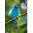 Feather Tailed Stories Indigo Bunting