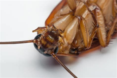 Macro De Insectos Cucarachas Del Orden Blattodea Foto Premium