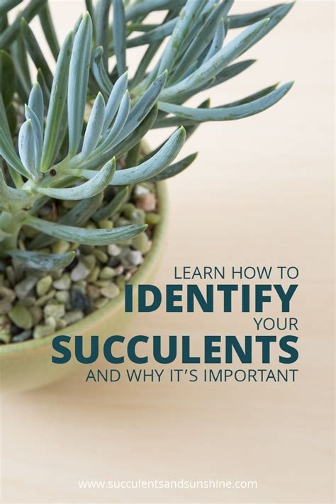 Also known as the donkey tail plant, this succulent is one of the easiest plants to propagate and care for, which makes it a popular houseplant. 3 Ways to Identify your Succulents | Types of succulents ...