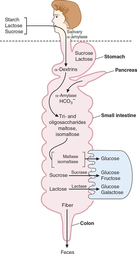 Digestion Absorption And Transport Of Carbohydrates Basicmedical Key
