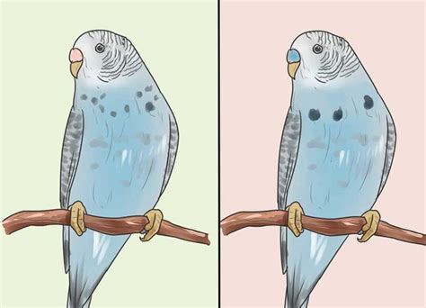 How to tell if your budgie is a male or a female, by only looking at the cere. راهنمای کامل تشخیص جنسیت مرغ عشق با عکس - کوروک