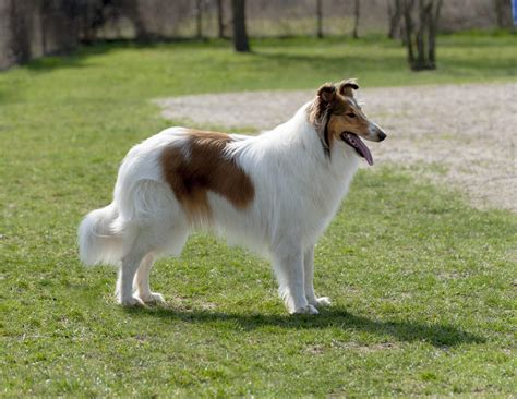 Collie Rough Dogs Breed Information Omlet