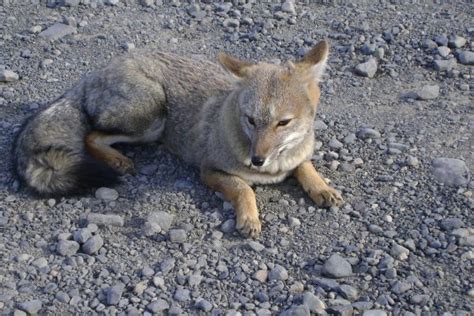 Puma Tracking In Patagonien Unforgettable Journeys