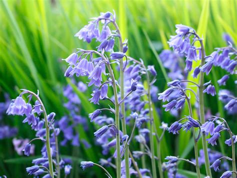 How To Grow And Care For Bluebells Lovethegarden Bee Friendly