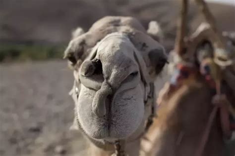 Without its humps, a camel would be more likely to overheat. How do camels store water? - Quora