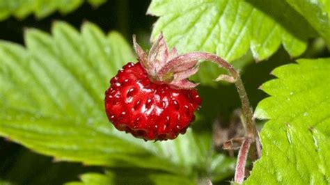 The original swedish title is smultronstället, which literally means the wild strawberry patch but idiomatically signifies an underrated gem of a place, often with personal or sentimental value. Fragaria L. | Plants of the World Online | Kew Science