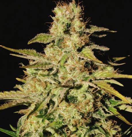 Jacky White Strain Info Jacky White Weed By Paradise Seeds GrowDiaries