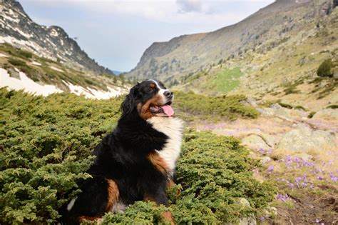 15 Mountain Dog Breeds That Love The Outdoors Readers Digest