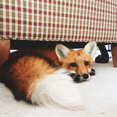 Meet Juniper The Adorable Pet Fox That Cant Stop Smiling Cutest