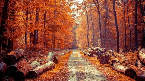 Autumn Forest Wallpapers Top Free Autumn Forest Backgrounds