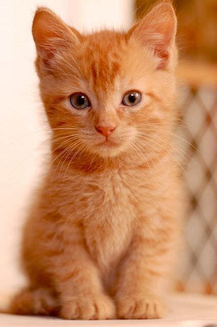 Adorable Little Ginger Kitty And He Looks Like Hes Clever American