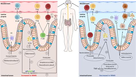 Frontiers Feeding The Gut Microbiome Impact On Multiple Sclerosis