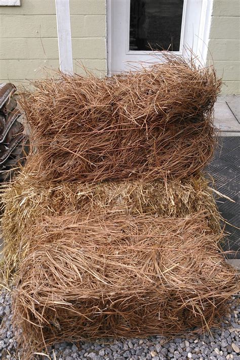 Long Needle Pine Straw Bale Mulch Straw Bales Straw