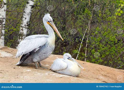 Two Pelican White Birds With Long Beaks Sit Near The Water And Stock