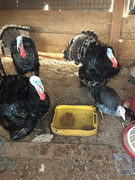 amos turkey farming in ghana home facebook