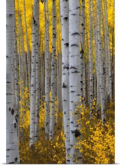 A Forest Of Aspen Trees With Golden Yellow Leaves In Autumn Birch