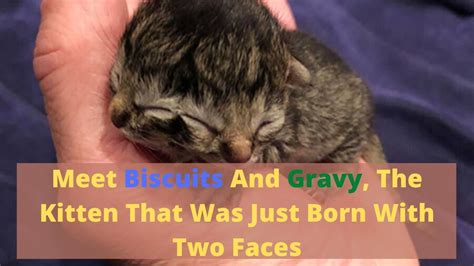 Biscuits And Gravy The Kitten With Two Faces Youtube