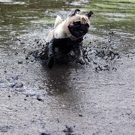 15 Photos That Prove That Pugs Are The Worst Dogs On Earth Sonderlives