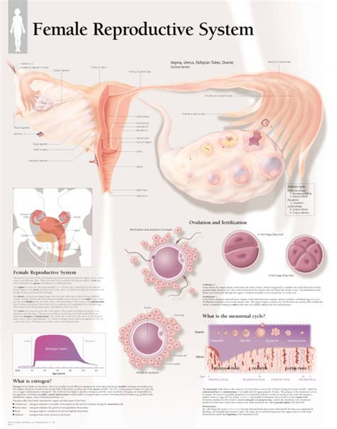Female Reproductive System 5000 Anatomical Parts And Charts