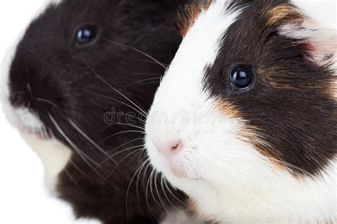 Two Cute Guinea Pigs Stock Image Image Of Brown Pigs 21705039