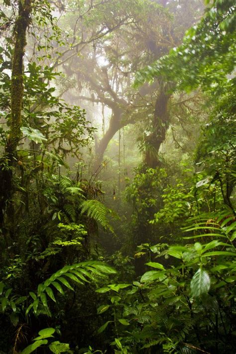 Rainforest And Jungle Photography Tutorial And Tips
