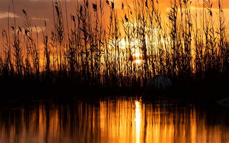 Download Wallpaper 2560x1600 Lake Reeds Sunset Dusk Dark Widescreen