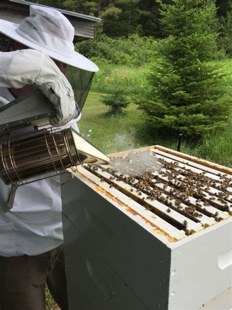 How Do Bees Make Honey And Why Do They Sting Vermont Public Radio