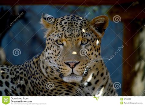 A Leopard Rests In The Shade Stock Image Image Of Lying Animal 47900989