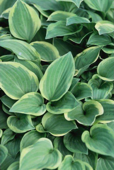 Golden Tiara Hosta Hosta ‘golden Tiara Northern Pines Greenery Inc