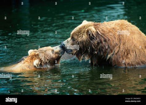 Kodiak Bears Ursus Arctos Middendorffi Pair Wet Stock Photo Alamy