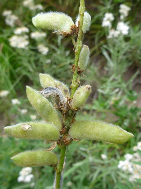 Hairy Seed Pods Pictures Of Lupinus Andersonii Fabaceae