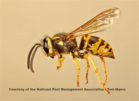 Stinging Insects 101 How To Identify The Pest The Nest And The Threat