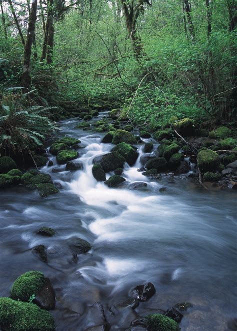 Free photo: Running Stream - Flow, Forest, Jungle - Free Download - Jooinn