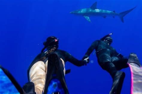 Oahu Shark Dive No Cage