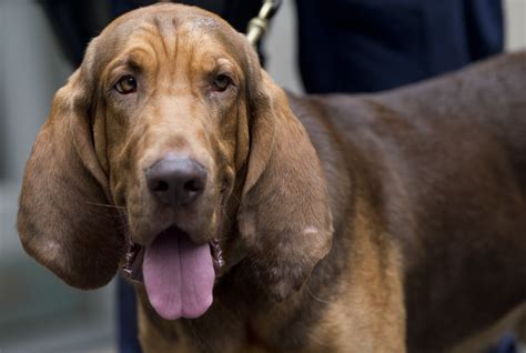 The 15 Most Popular Large Dog Breeds Of 2020