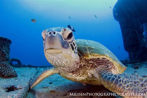 Ultimate Guide To Sea Turtle Photography Underwater