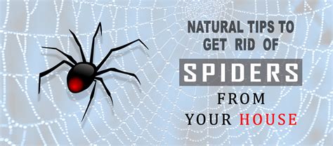 How To Get Rid Of Spiders Natural Ways To Get Rid Of Spiders In The Home