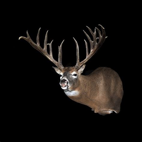 Top 10 Largest Typical Whitetail Bucks Ever Killed Hunting Gear Deals