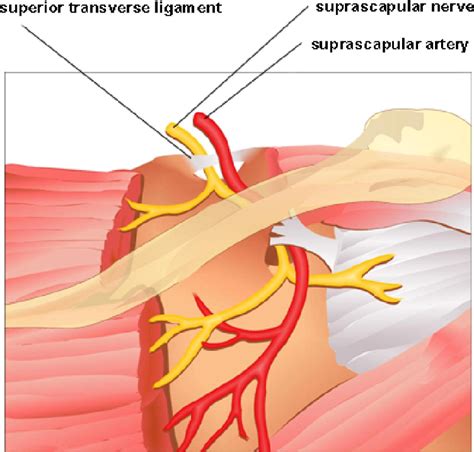 Arthroscopic Release Of The Superior Transverse Ligament And Slap