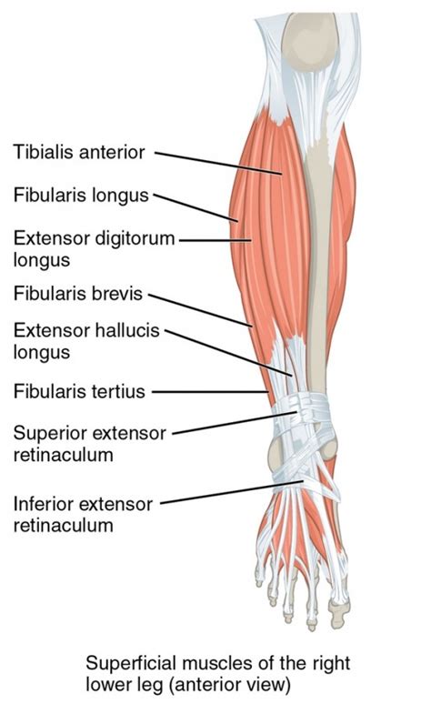 Leg Muscle Anatomy Anterior