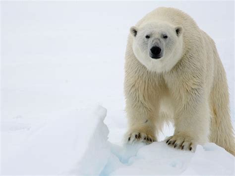 The Polar Bear Amazing Animal Informative Facts