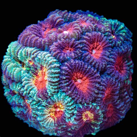 Tidal Gardesn Favia Coral Care