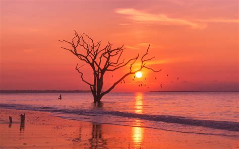 Sunset Tree Red Ocean And Sky Wallpaper Hd Nature 4k Wallpapers Images