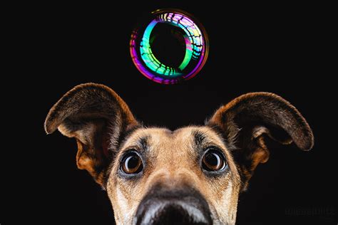 Awesome Expressive Portraits Of Dog By Elke Vogelsang